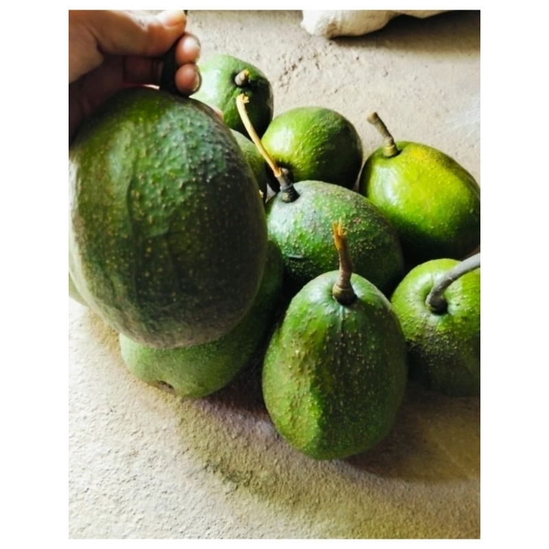 

ALPUKAT MENTEGA MARKUS / ( 800gr - 990gr )