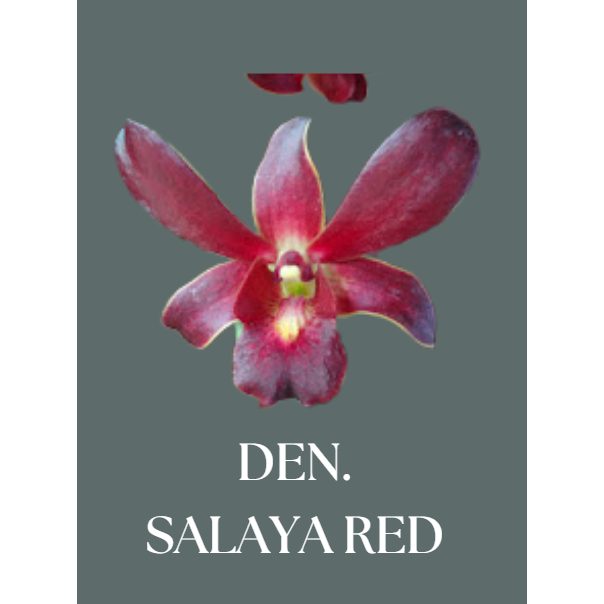 DENDROBIUM SIAP BUNGA ID SALAYA RED