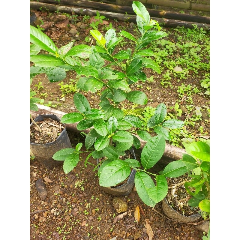 

Lemon kampung lemon lokal okulasi