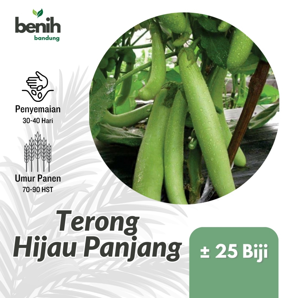 25 Biji Benih Terong Hijau Panjang Hijo Bintang Asia Tahan Virus