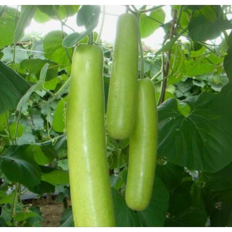 

TOKO RZ Bibit Benih Unggul Labu Air (10 biji)