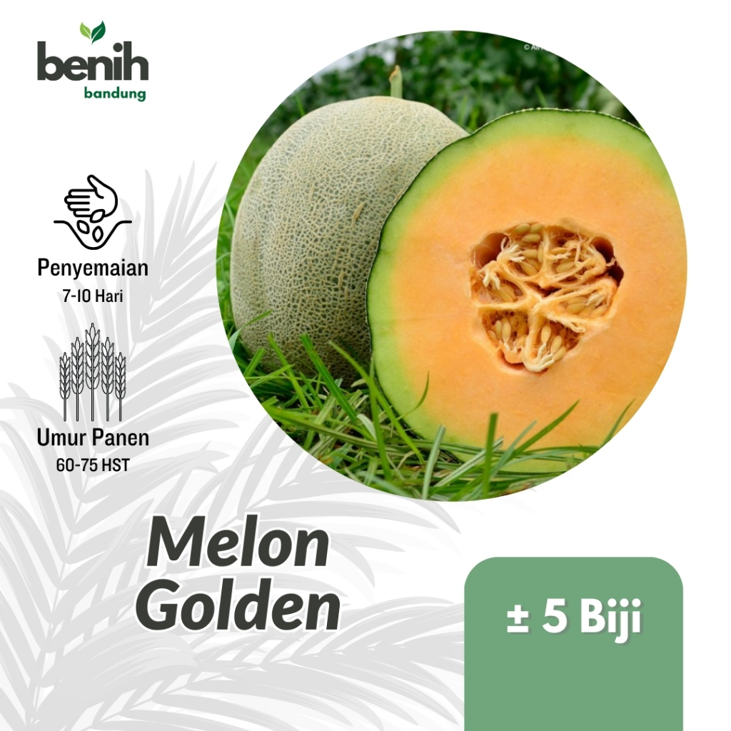 5 Benih Buah Melon Madu Bibit Melon Golden Unggul