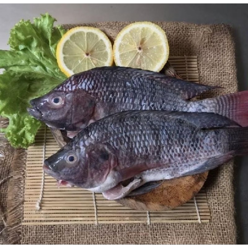 

IKAN NILA/MUJAER MARINASI BUMBU KUNING KHAS SUNDA ALA BU CUCU 1KG