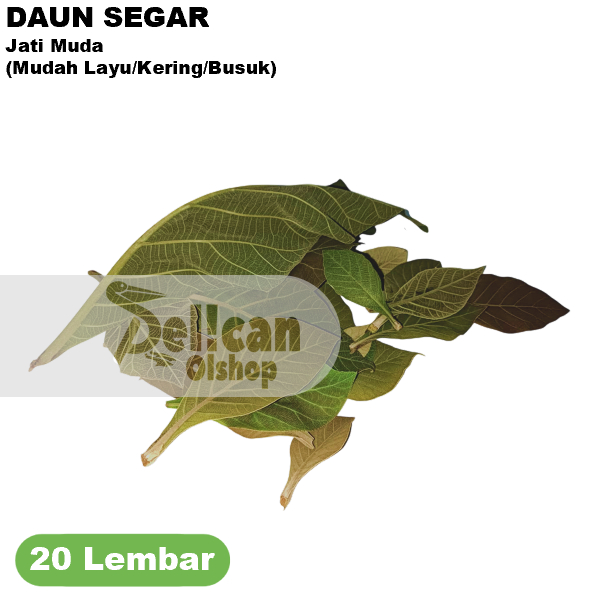 Daun Jati Muda 20 Lembar Size Kecil - Sedang Obat Herbal Pewarna Alami Makanan Ecoprint Mug Kain Kao