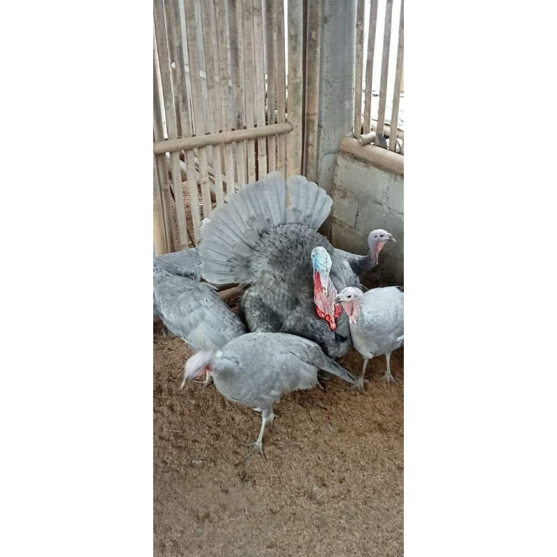Kalkun Blue Lavender usia Dewasa 1 Jantan 2 Betina