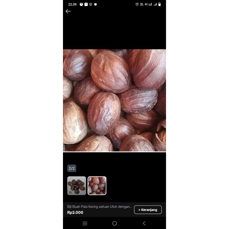 

Biiji pala sudah kering satuan utuh dengan batoknya