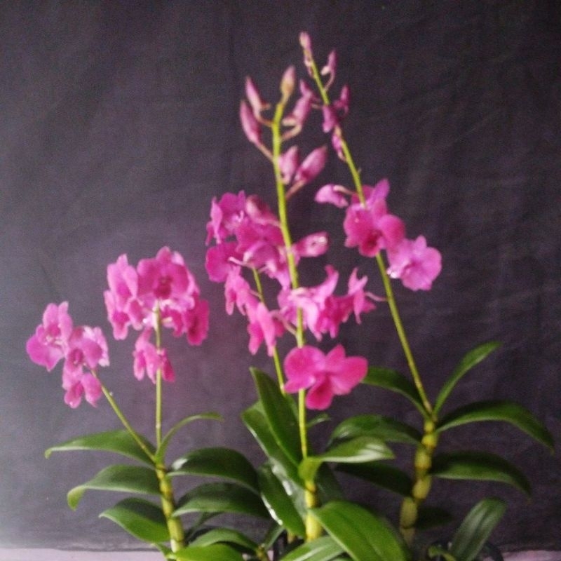 Anggrek Dendrobium id CHS kondisi dewasa, spike-mekar