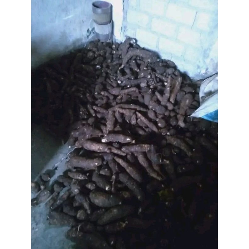 

TALAS GAJAH PILIHAN BERKUALITAS 1KG