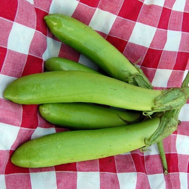 

TERONG SAYUR SEGAR