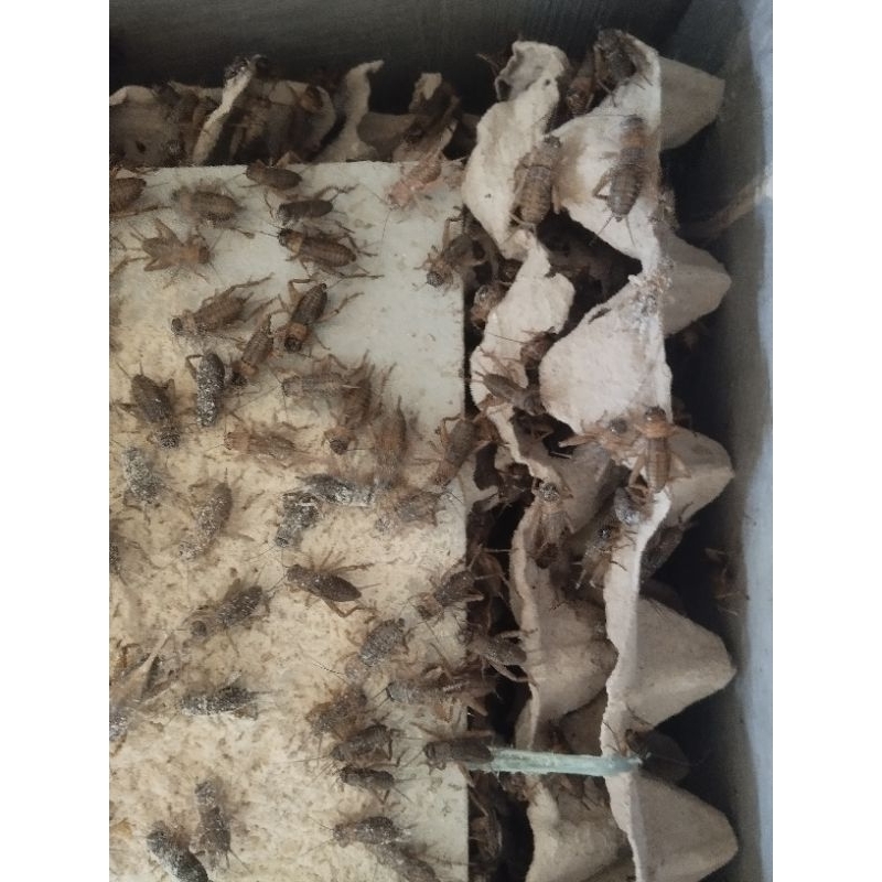 jangkrik hidup pakan burung dan ikan