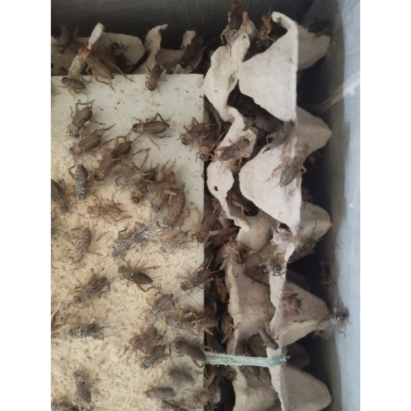 jangkrik hidup pakan burung dan ikan