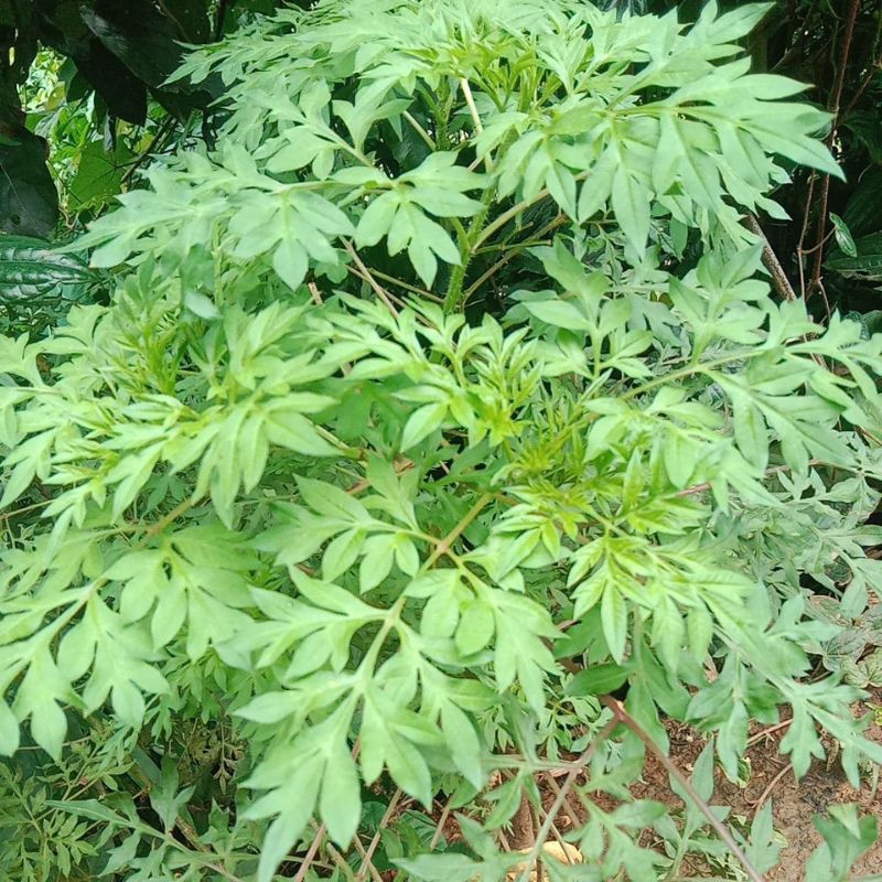 

daun kenikir segar/250gram