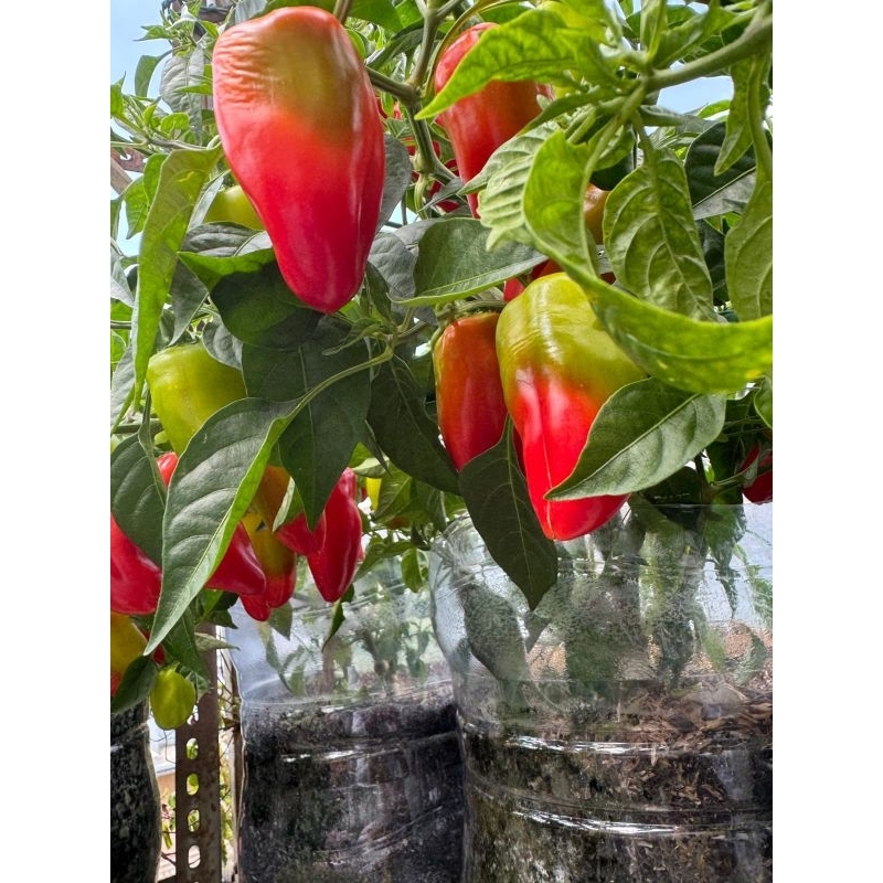 

Bibit Cabe Jalapeno Pedas