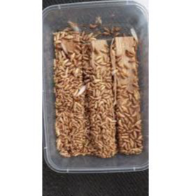 Umpan Mancing POA/PUA/RENGAS/WARANGAS/RANGAS/NONO/RAYAP/NONOK