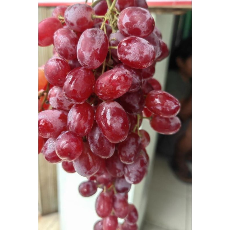 

ANGGUR CRIMSON FRESH SEGARRR