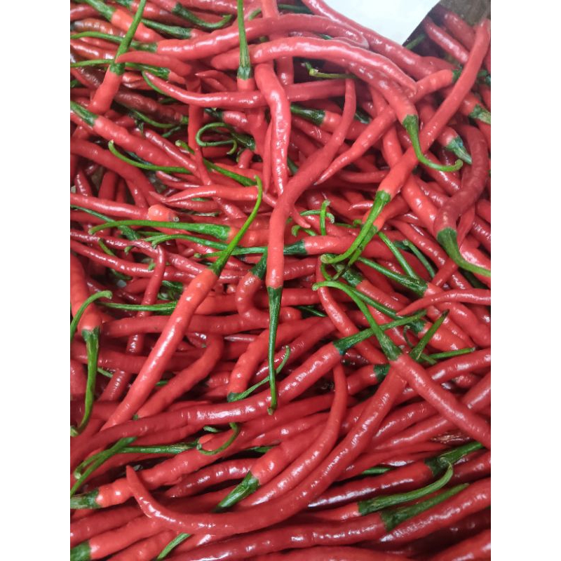 

cabe keriting merah ori 1kg