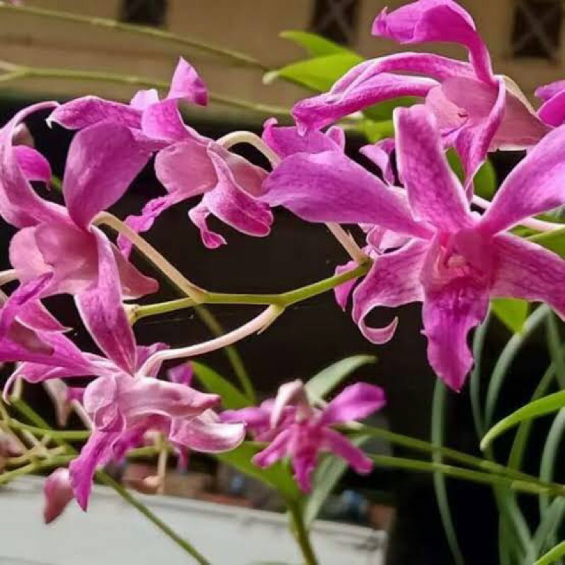 Anggrek Dendrobium Superbien Red | Tual Maluku | Dendrobium Superbiens Plant | Tual Maluku Murah | D