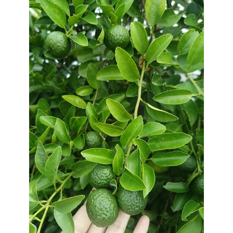 

jeruk limau / jeruk sambel /jeruk sambal 500gr
