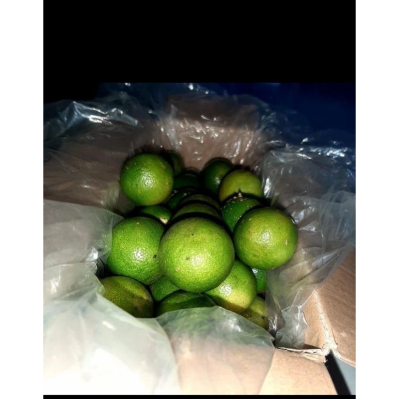 

Jeruk sonkit/Jeruk kunci/ Lemon cui/ Jeruk peras/ Jeruk Bangka 1KG