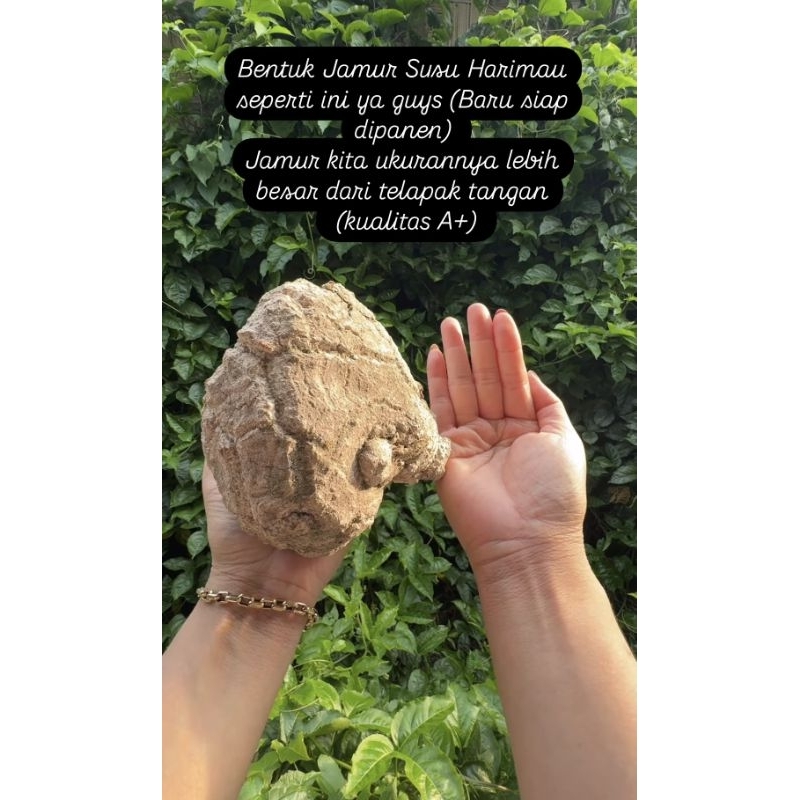 

Jamur susu harimau / tiger milk mushroom obat herbal batpil