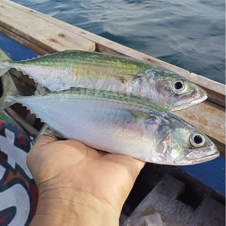 

Ikan Kembung Segar Ikan Kembung Banjar Ikan Laut Basah Segar Konsumsi 1Kg