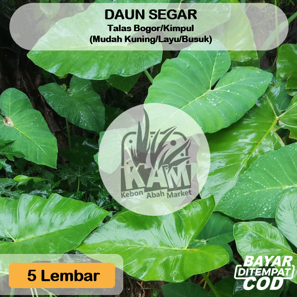 

Daun talas Bogor 5 Lembar Bisa COD/ fresh murah / bungkus buntil / masakan buntil segar lebar untuk pakan ikan Obat Herbal