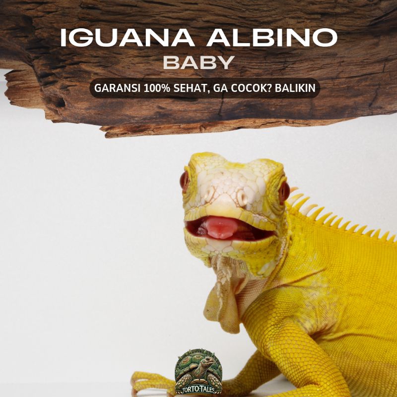 PELET IGUANA ALBINO RED ALBINO SEHAT RAKUS NO MINUS GARANSI