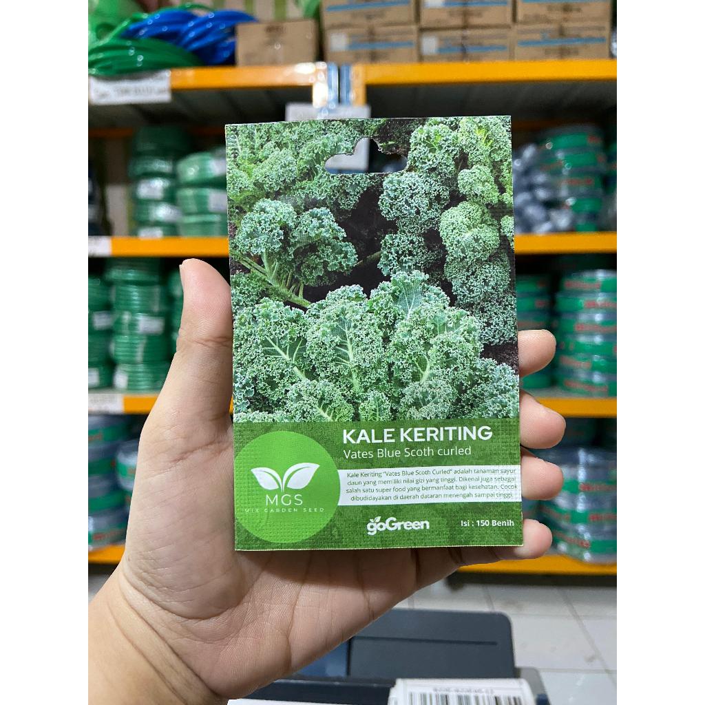 Benih Sayur Kale Keriting/Benih Sayur Kale Keriting/Benih Curled Kale