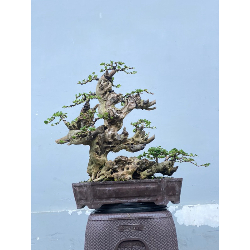 bonsai wacang keringan (sesuai foto)