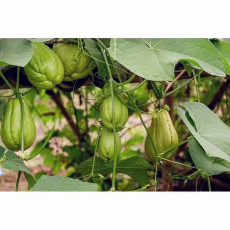 bibit tanaman labu Siam waluh Siam