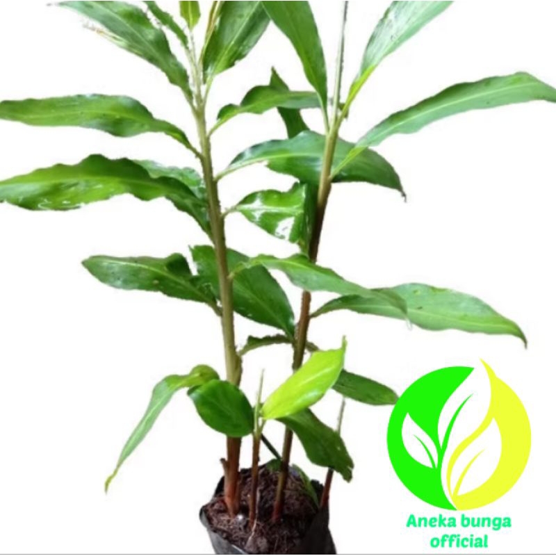 Pohon lempuyang siap tanam / tanaman lempuyang asli