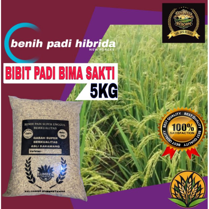 (5KG) BIBIT/BENIH PADI UNGGUL BIMA SAKTI SUPER BERKUALITAS.