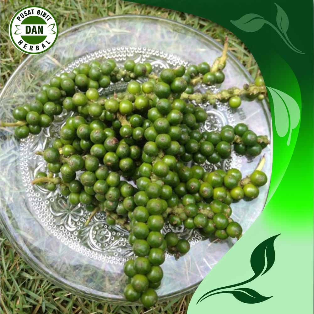 

lada hijau segar fresh dipetik dadakan 1 kg rempah rempah terbaik