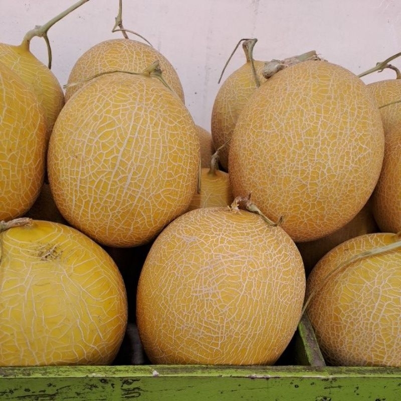 

melon sultan INTHANON super manis