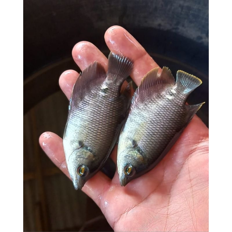 

gurame soang UK 2 jarian