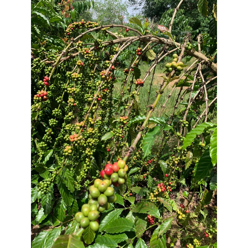 

biji kopi kering robusta di petik lansung dari kebun nya harga 1 kilo