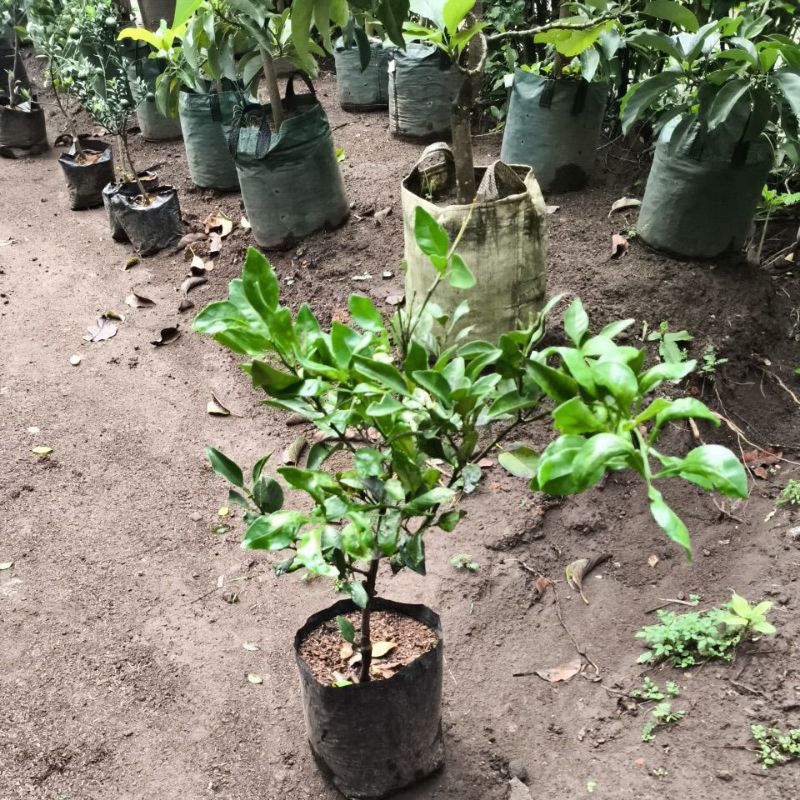 Bibti Jeruk Dekopon Jumbo Siap berbuah