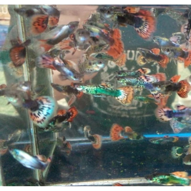 

HIASAN AQUARIUM/GUPPY CENDOLAN JANTAN UKURAN 4 CM