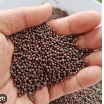 PAKAN BURUNG BIJI SAWI PAKAN BURUNG KICAUAN