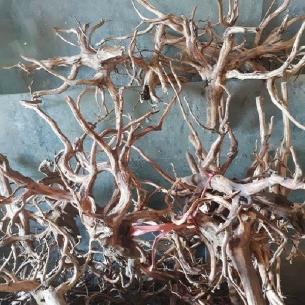 rasamala aquascape akar rasamala L hiasan aquarium