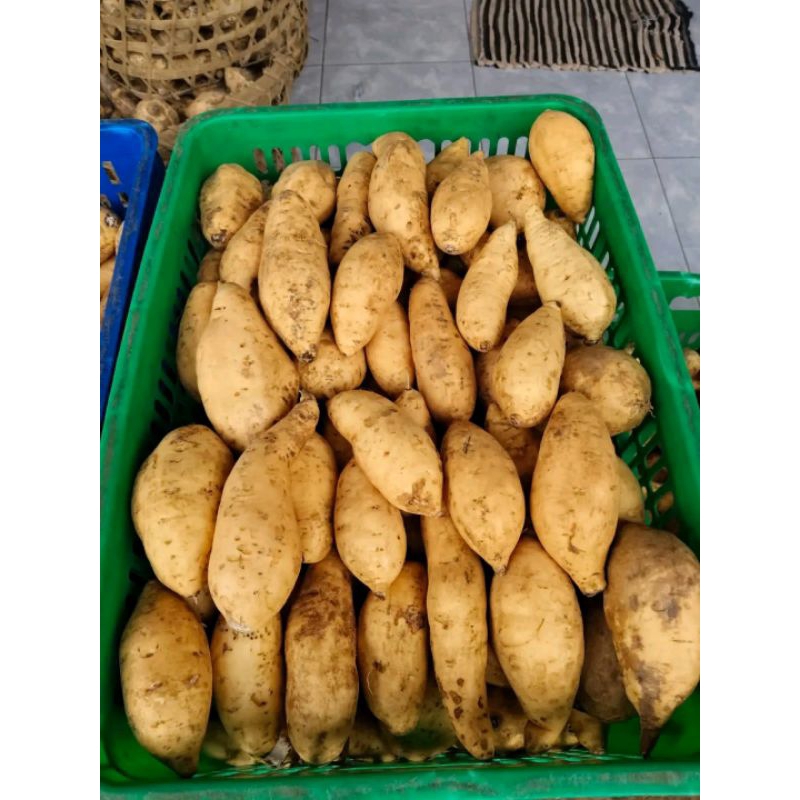 

UBI SPEK ARBEN OVENAN BESAR ASLI WONOGIRI