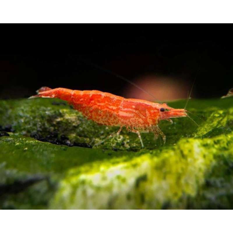 udang hias red Cherry,udang hias aquarium,udang hias aquascape,udang hias murah