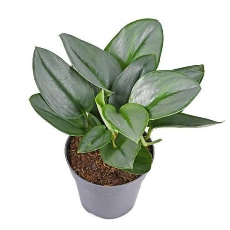 Scindapsus moonlight - tanaman hias scindapsus moonlight