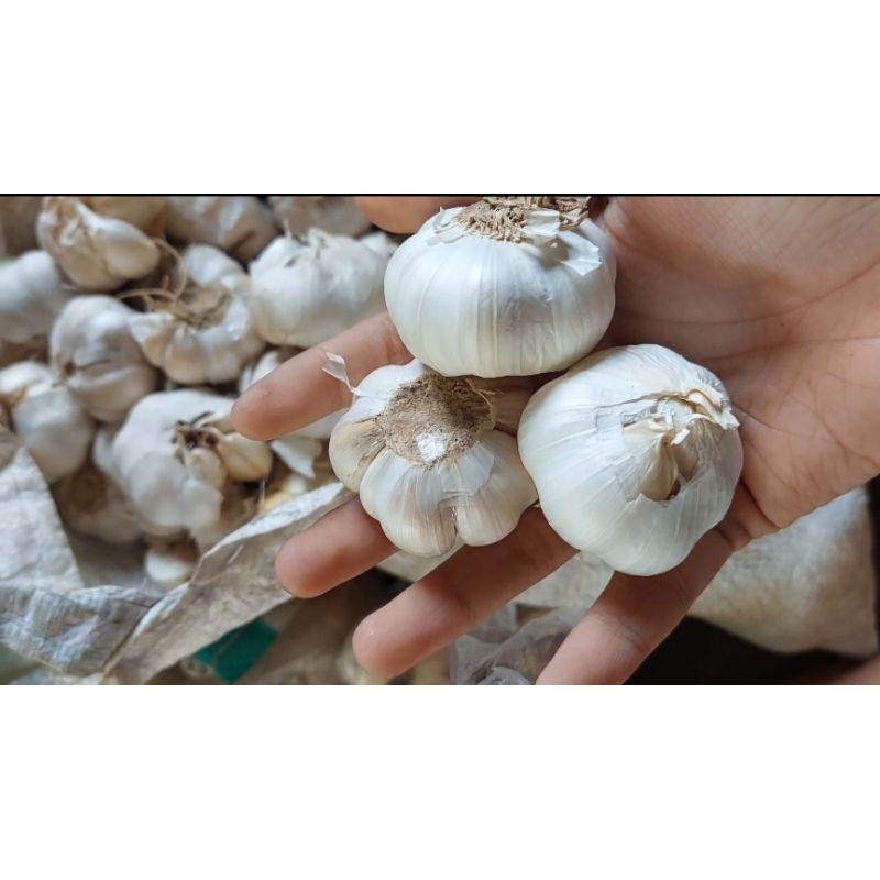 

Bawang putih termurah bekualitas fresh 1 kg