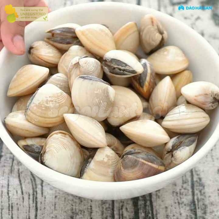 

Kerang Tahu Segar Kerang Kepah Seafood Kerang Laut Segar 1Kg