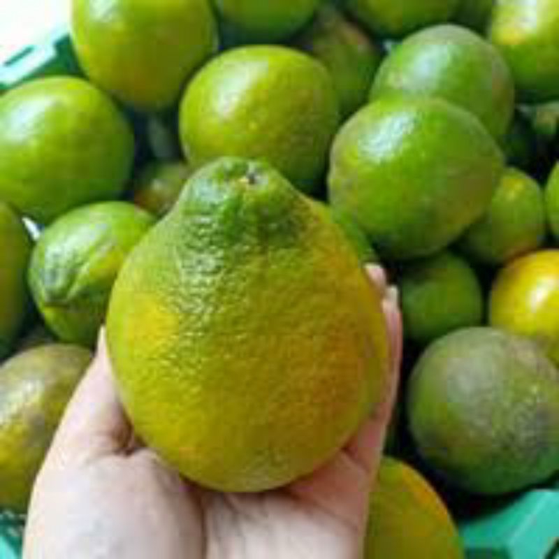 

Jeruk madu manis kalimantan pontianak 1kg/ buah jeruk madu kalimantan pontianak manis 1kg