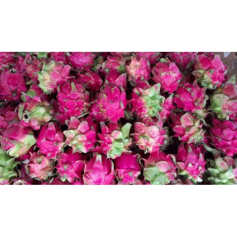 

Buah naga 500gram/ naga buah 500gram