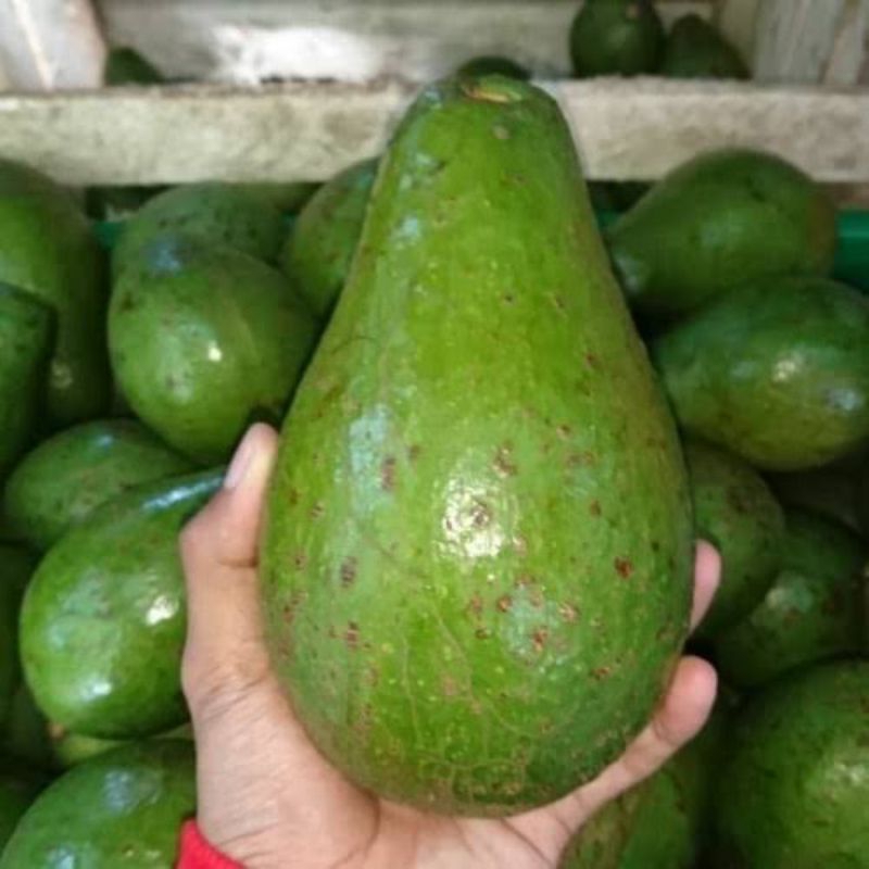 

Buah alpokat 500gram/ alpokat buah 500gram