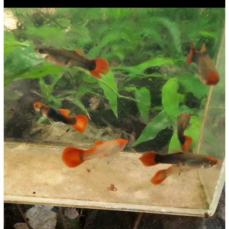 

HIASAN AQUARIUM/GUPPY TUXEDO KOI BETINA UKURAN 4 CM