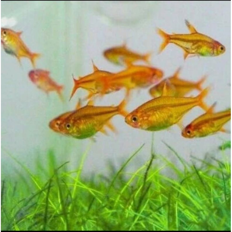 

AMBER TERTA UKURAN 2-3 CM